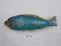 藏品(錦魚)的圖片